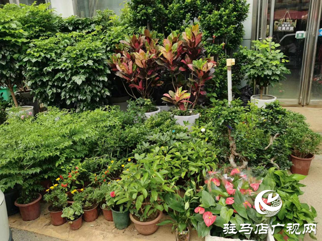 夏季花卉市場(chǎng)綠植受青睞