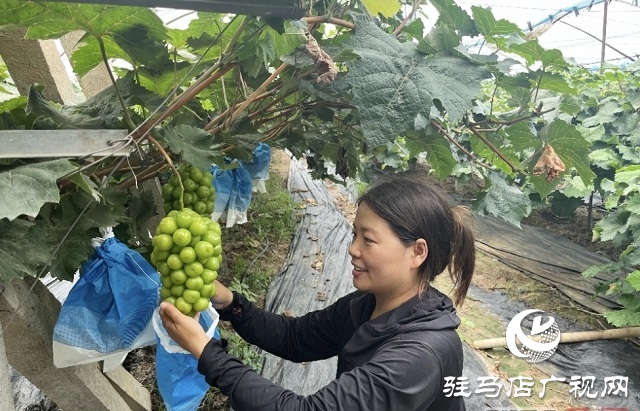 平輿縣郭樓街道三陳村：葡萄種植帶動群眾“甜蜜”增收