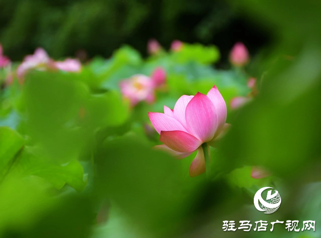 泌陽縣漢風(fēng)公園：雨荷美景引人醉