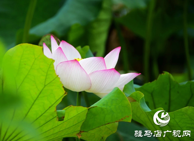 泌陽縣漢風(fēng)公園：雨荷美景引人醉