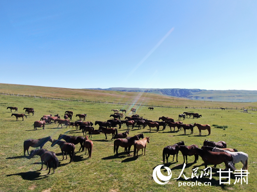 草肥馬壯 祁連山下好風(fēng)光