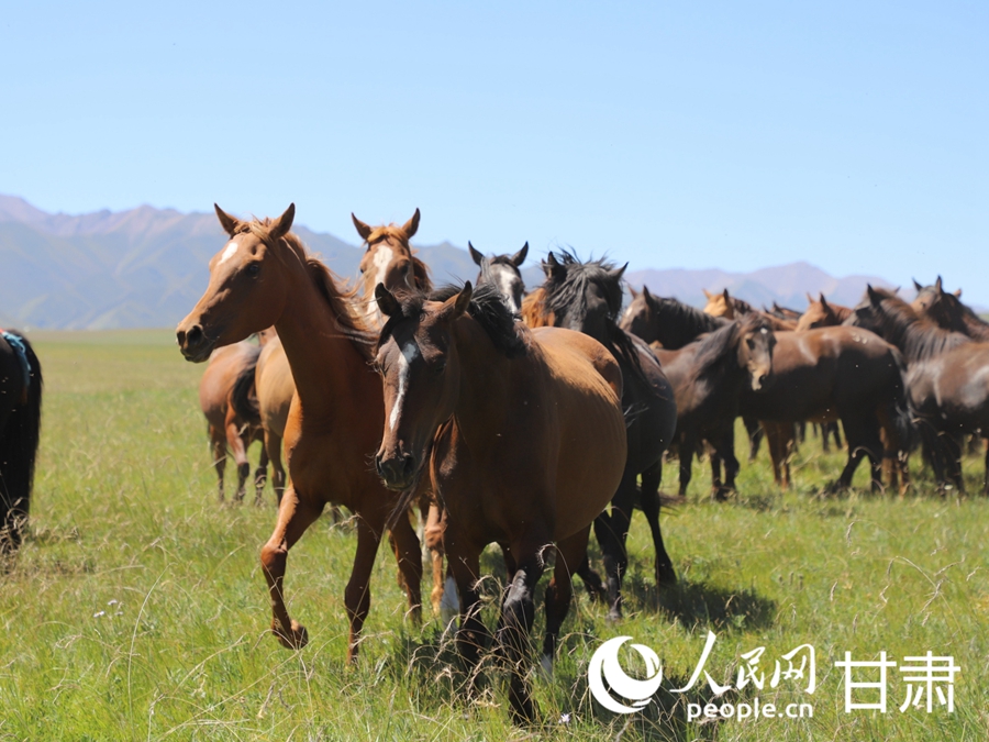 草肥馬壯 祁連山下好風(fēng)光