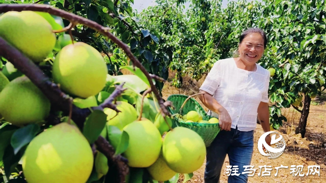 泌陽(yáng)縣馬谷田鎮(zhèn)河南村：果園豐收采摘忙