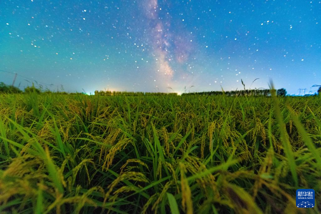 豐收田野“約會”浪漫星空