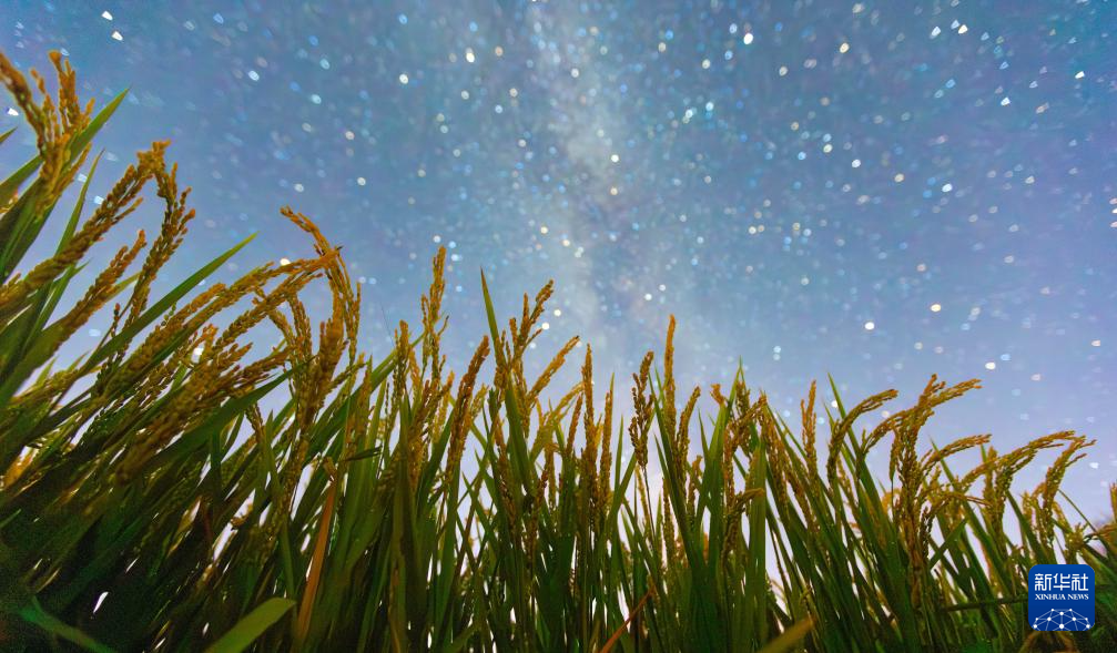 豐收田野“約會”浪漫星空