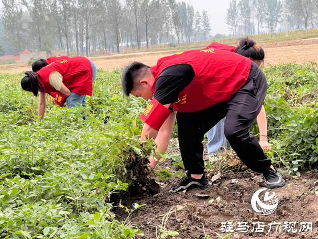 新蔡縣龍口鎮(zhèn)：開展金秋助農(nóng)志愿服務(wù)確保秋糧顆粒歸倉(cāng)