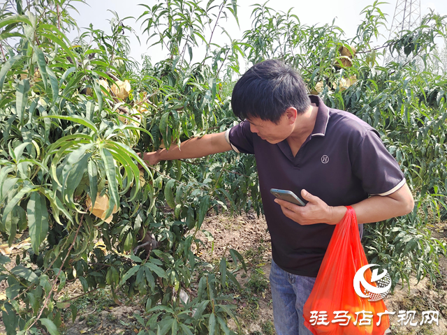 平輿縣楊埠鎮(zhèn)王美村：冬桃結碩果 特色種植鋪就致富路