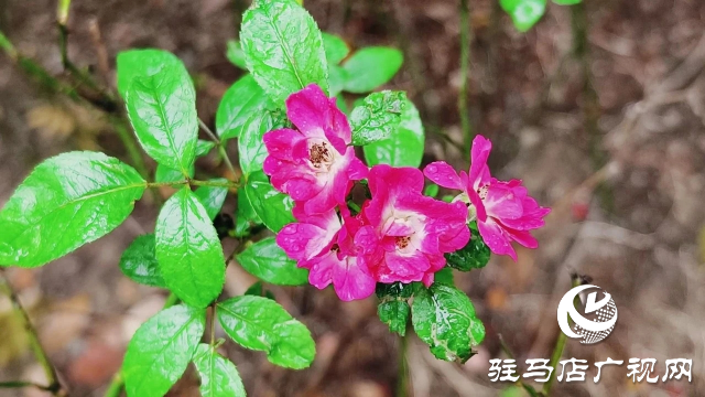 泌陽縣雙龍公園：走進雨中公園 感受濃郁秋意