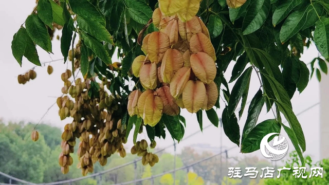 泌陽縣雙龍公園：走進雨中公園 感受濃郁秋意