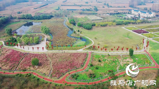 泌陽漢風公園，秋日里的粉色夢境