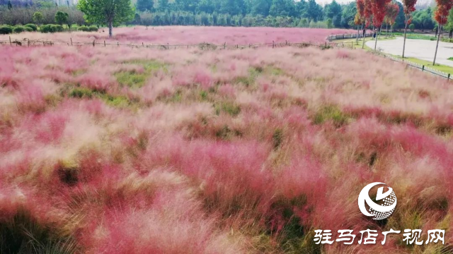 泌陽漢風公園，秋日里的粉色夢境