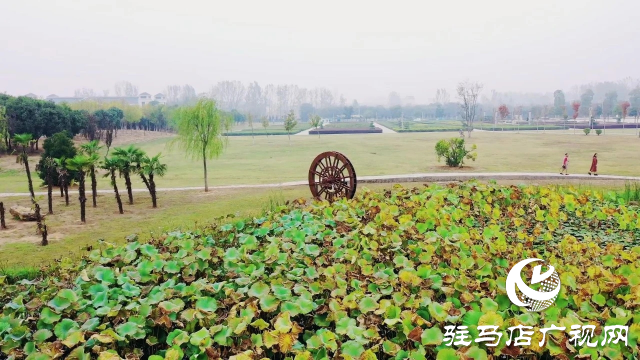 泌陽漢風公園，秋日里的粉色夢境