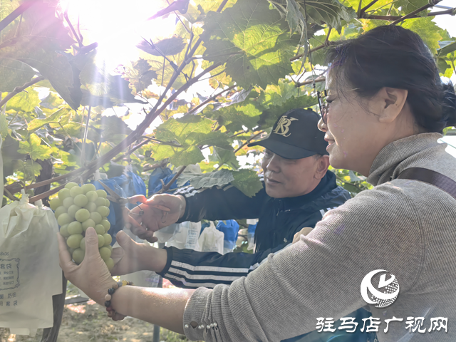 驛城區(qū)諸市鎮(zhèn)魏莊：“陽光玫瑰”照亮致富路