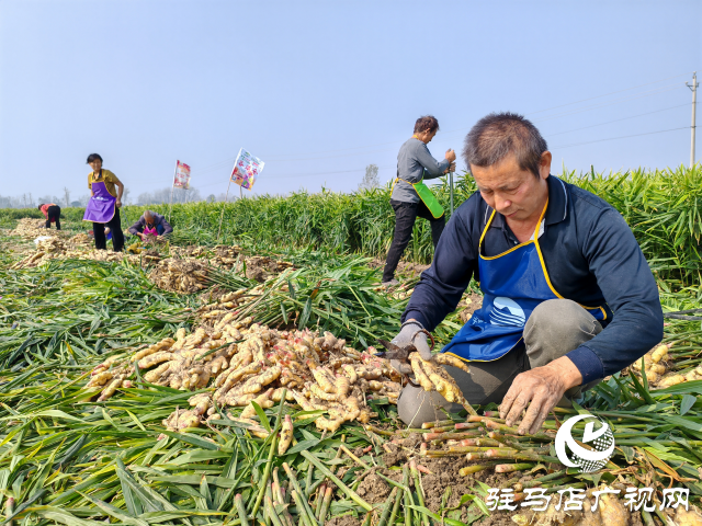 平輿縣高楊店鎮(zhèn)劉寨村委：特色生姜種植喜獲豐收 村民致富“姜”來(lái)可期