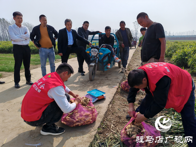 平輿縣高楊店鎮(zhèn)劉寨村委：特色生姜種植喜獲豐收 村民致富“姜”來(lái)可期