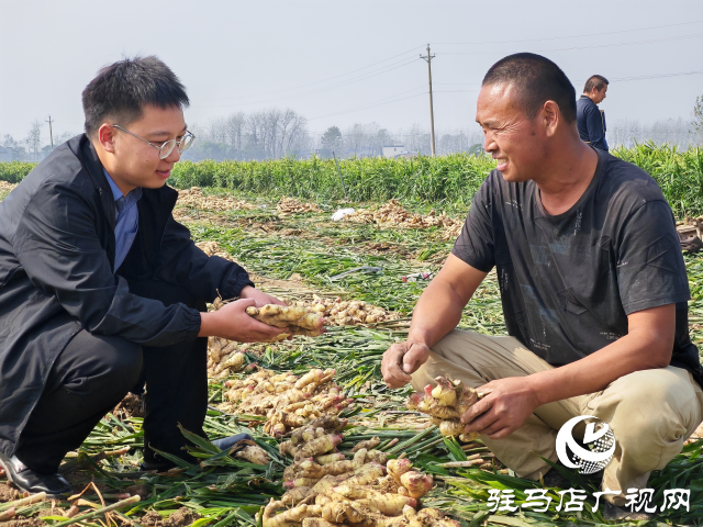 平輿縣高楊店鎮(zhèn)劉寨村委：特色生姜種植喜獲豐收 村民致富“姜”來(lái)可期