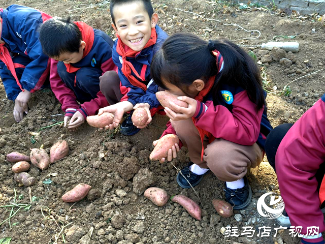 確山縣普會(huì)寺鎮(zhèn)：豐收地里“薯”我最棒