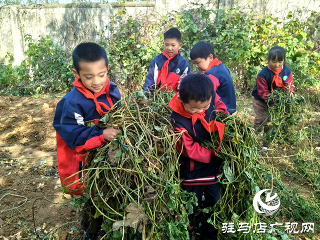 確山縣普會(huì)寺鎮(zhèn)：豐收地里“薯”我最棒