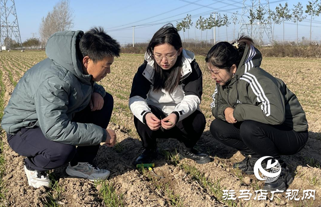 駐馬店：寒潮來襲 農技專家支招麥田管理