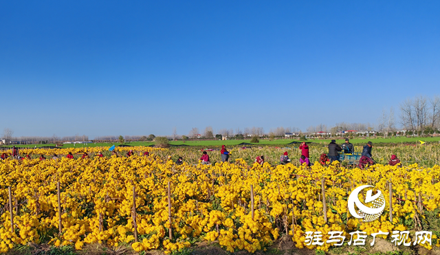 平輿縣廟灣鎮(zhèn)大楊村：黨建與產(chǎn)業(yè)緊密融合 鋪設(shè)鄉(xiāng)村振興“快車道”