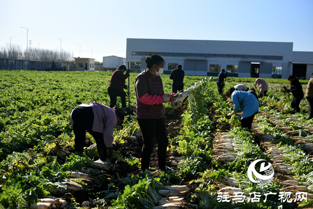 正陽(yáng)縣中坤農(nóng)業(yè)：脆嫩蘿卜迎豐收 醬菜產(chǎn)業(yè)助發(fā)展