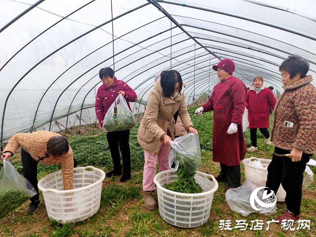 平輿縣老王崗鄉(xiāng)白龍廟村：小小“面條菜”鋪就綠色增收路