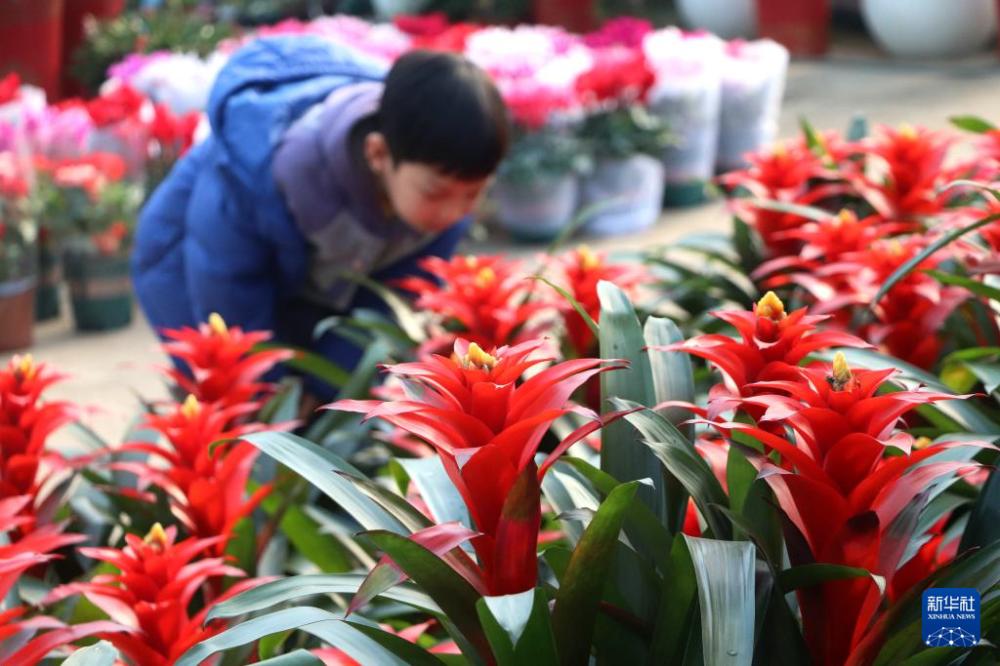 新年臨近 花卉俏銷(xiāo)