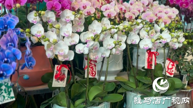 新春佳節(jié)即將到來，綠植花卉成為節(jié)日新寵