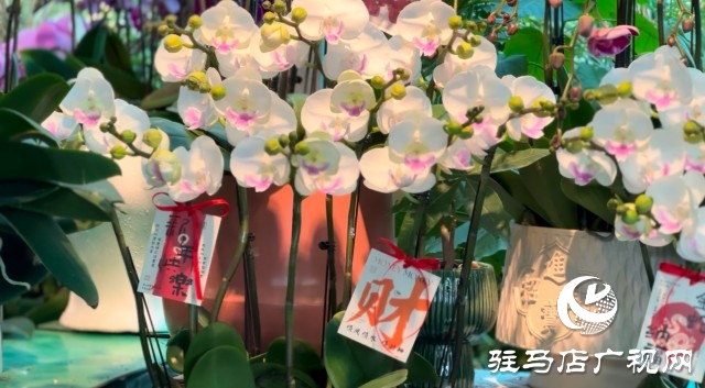 新春佳節(jié)即將到來，綠植花卉成為節(jié)日新寵