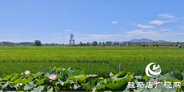 確山縣留莊鎮(zhèn)召開稻米產(chǎn)業(yè)高質量發(fā)展座談會